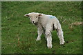 Devon and Cornwall Longwool lamb