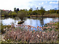 Rixton Claypits