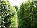 Narrow footpath alongside Woodfalls Manor