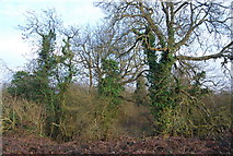 TQ2294 : Trees on the edge of Totteridge Fields by N Chadwick