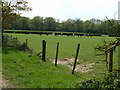 Young cattle grazing at Horton Farm