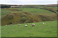 Sheep above the gill