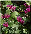 Cyclamen by the road to The Rainbow