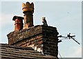 SJ9494 : Owl among the chimney pots by Gerald England