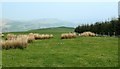 Improved Pastureland on Cairnwhin Hill