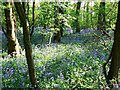 Hagbourne Copse, Frankland Road, Swindon (1 of 13 )