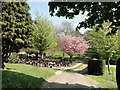 Cherry tree in Ipswich Old Municipal Cemetery