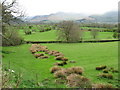 The Derwent flood plain