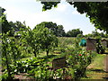 Kings Hall Road Allotments