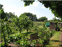 TQ3669 : Kings Hall Road Allotments by Mike Quinn