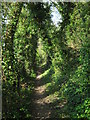 Bridleway beside Knights Hill Wood