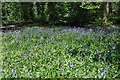 Moseley Bog Nature Reserve