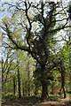 Moseley Bog Nature Reserve