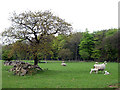 Ewes and lambs at Roddlesworth