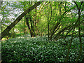 Wild Garlic Galore