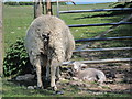 TV5797 : Sheep on bridleway by Oast House Archive