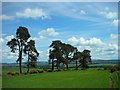 Line of Scots Pines near Methven