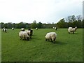 Sheep at Gravett