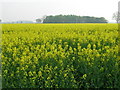 Farmland off Dauby Lane