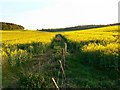 Oilseed and a bird-scarer, near Timbridge Farm, Wiltshire