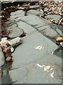 Ammonite fossils at Helwell Bay