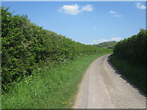 SU6043 : Typical Hampshire lane by Mr Ignavy