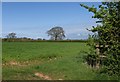 Tree and field, Bradley Green