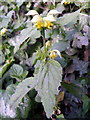 Variegated Yellow Archangel (Lamiastrum galeobdolon ssp argentatum), Bishopstone