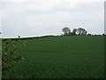 NT9338 : Summer crop at Heatherslaw in Northumberland by James Denham