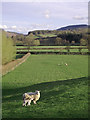 Grazing east of Builth Wells, Powys