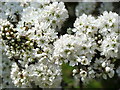 SH8314 : Hawthorn blossom by liz dawson