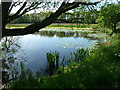 Pond near Singleton Church