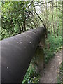 Big Pipe in the woods