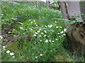 Stitchwort (stellaria holostea)