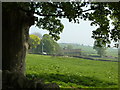 Pony grazing at Ughill