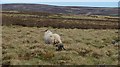 NT6156 : Rescued lamb by Richard Webb