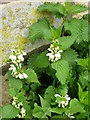 White dead-nettle (Lamium album), Osbournby