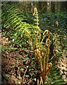 Fern in Tor Wood