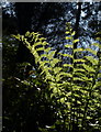 Fern in Tor Wood