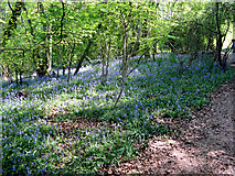TQ3056 : Devilsden Wood:  English Bluebells by Dr Neil Clifton