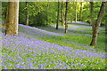 Bluebells in Yatton Wood