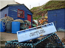 NT9167 : Coastal Berwickshire : Blue Whitby at St Abbs Harbour by Richard West