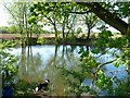 TL0435 : Pond near Ruxox Farm by Paul Buckingham