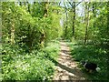 Path in Kingswood, near Ampthill