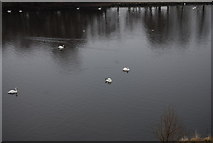 NT2773 : Swans, St Margaret's Loch by N Chadwick