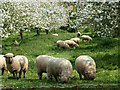 Sheep browsing in The Orchard, Chiselborough