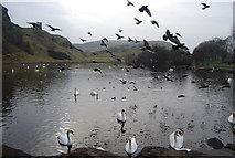 NT2773 : Birds, St Margaret's Loch by N Chadwick