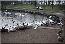 NT2773 : Feed the birds, St Margaret's Loch by N Chadwick