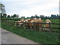 Simmentals at Crackley