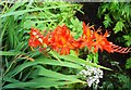 Crocosmia at Kerrecher